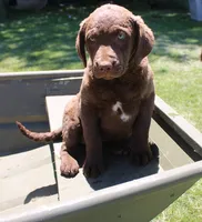 RFPF0, a female Chesapeake Bay Retriever for sale in Scottsville, KY – 3 of 8
