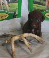 RFPF4, a female Chesapeake Bay Retriever for sale in Scottsville, KY – Photo 2 of 2