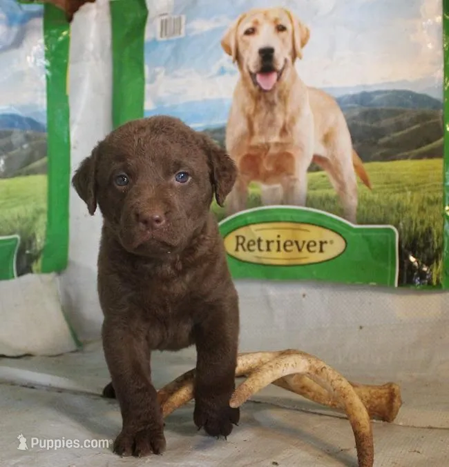 RFPF4 – Chesapeake Bay Retriever puppy for sale in Scottsville, KY