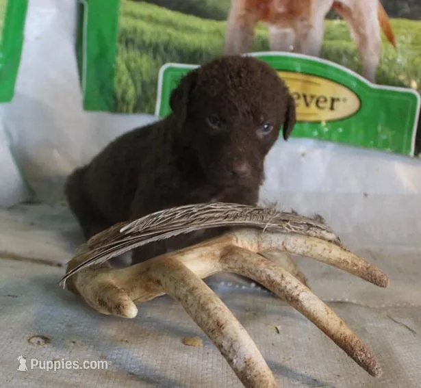 RFPF4 – Chesapeake Bay Retriever puppy for sale in Scottsville, KY