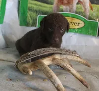 RFPF4, a female Chesapeake Bay Retriever for sale in Scottsville, KY – Photo 1 of 2