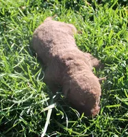 RFPF5, a male Chesapeake Bay Retriever for sale in Scottsville, KY – Photo 2 of 2