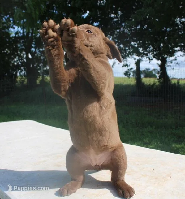 RFPF4 – Chesapeake Bay Retriever puppy for sale in Scottsville, KY
