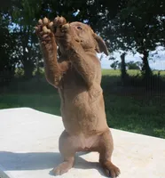 RFPF4, a female Chesapeake Bay Retriever for sale in Scottsville, KY – 2 of 5