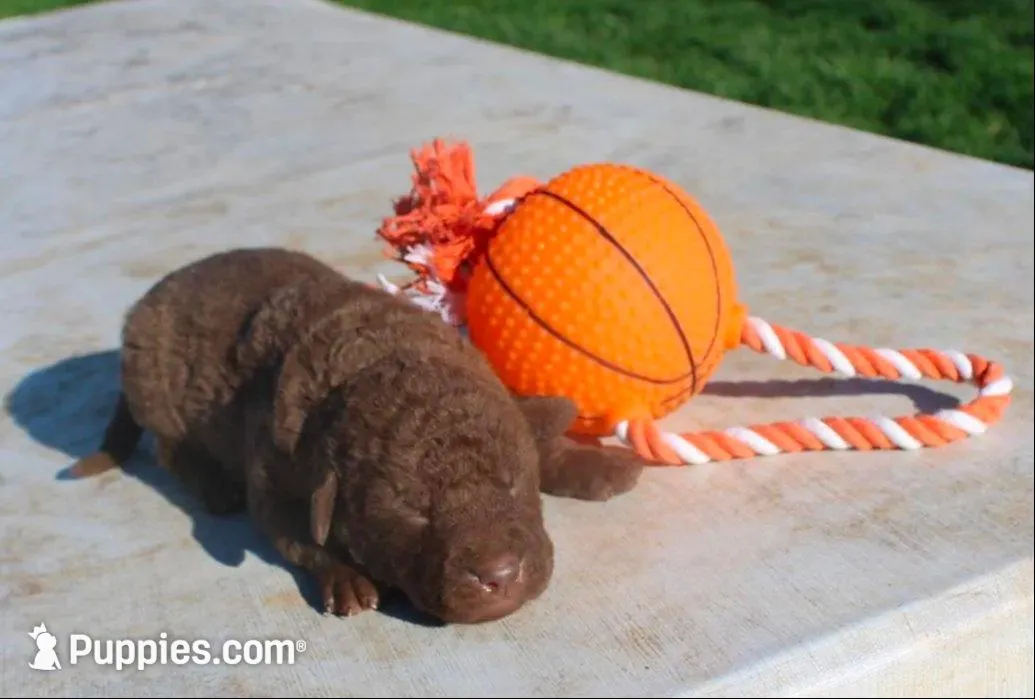 RFPF5 – Chesapeake Bay Retriever puppy for sale in Scottsville, KY
