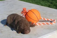 RFPF5, a male Chesapeake Bay Retriever for sale in Scottsville, KY – Photo 1 of 2