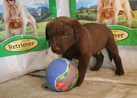 RFAM2, a male Chesapeake Bay Retriever for sale in Scottsville, KY – 5 of 5