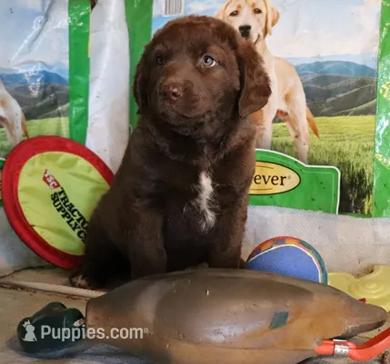RFZF3 – Chesapeake Bay Retriever puppy for sale in Scottsville, KY
