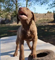 RFAF6, a female Chesapeake Bay Retriever for sale in Scottsville, KY – 3 of 6