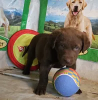 RFZF2, a female Chesapeake Bay Retriever for sale in Scottsville, KY – 4 of 6
