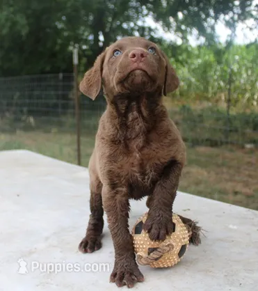 RFKF4 – Chesapeake Bay Retriever puppy for sale in Scottsville, KY