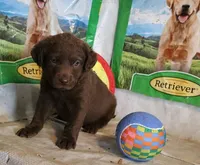 RFZM1, a male Chesapeake Bay Retriever for sale in Scottsville, KY – 3 of 5