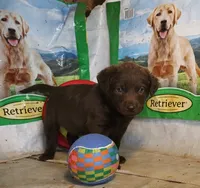 RFZM1, a male Chesapeake Bay Retriever for sale in Scottsville, KY – 2 of 5