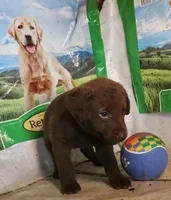 RFAM1, a male Chesapeake Bay Retriever for sale in Scottsville, KY – 3 of 5