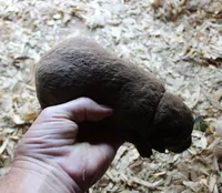 RFAM1, a female Chesapeake Bay Retriever for sale in Scottsville, KY – 2 of 5