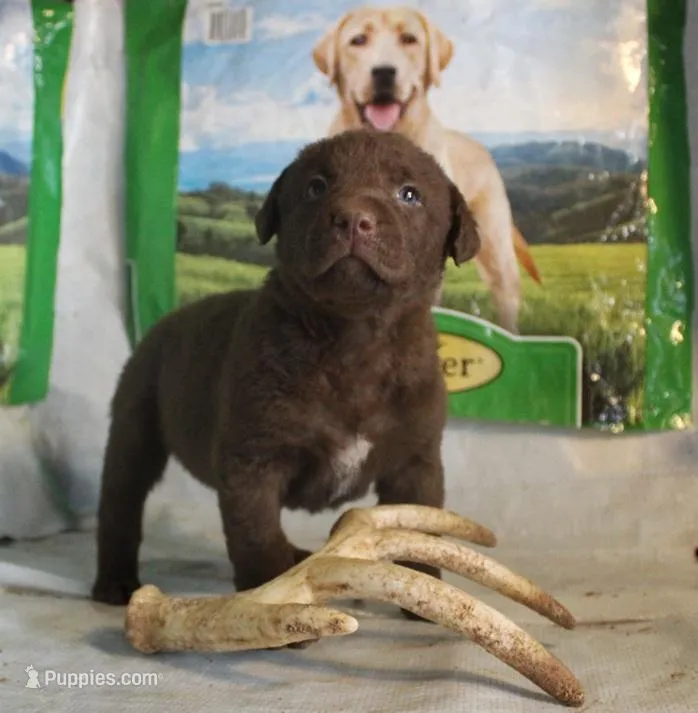 RFPF1 – Chesapeake Bay Retriever puppy for sale in Scottsville, KY