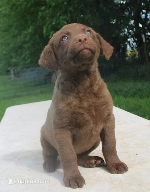 RFPF1 – Chesapeake Bay Retriever puppy for sale in Scottsville, KY