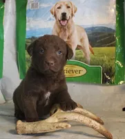 RFPF1, a female Chesapeake Bay Retriever for sale in Scottsville, KY – Photo 3 of 6
