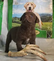 RFPF1, a female Chesapeake Bay Retriever for sale in Scottsville, KY – Photo 5 of 6