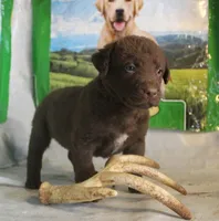 RFPF1, a female Chesapeake Bay Retriever for sale in Scottsville, KY – Photo 2 of 6