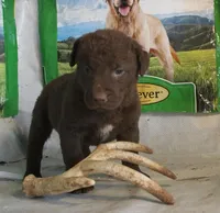 RFPF1, a female Chesapeake Bay Retriever for sale in Scottsville, KY – Photo 4 of 6