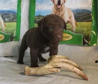 RFPF1, a female Chesapeake Bay Retriever for sale in Scottsville, KY – Photo 6 of 6