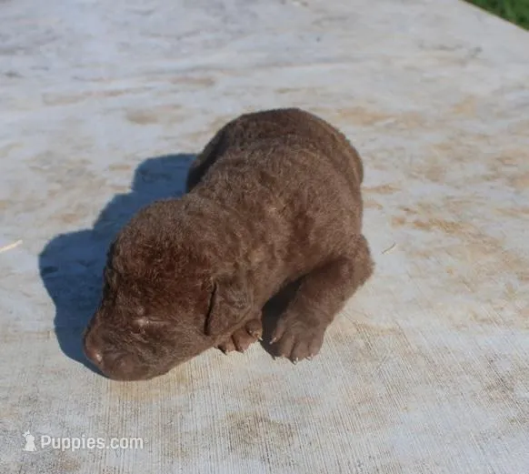 RFPM4 – Chesapeake Bay Retriever puppy for sale in Scottsville, KY