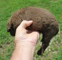 RFKM2, a female Chesapeake Bay Retriever for sale in Scottsville, KY – 2 of 4