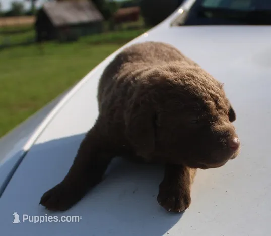 RFKF1 – Chesapeake Bay Retriever puppy for sale in Scottsville, KY