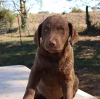 RFAF3, a female Chesapeake Bay Retriever for sale in Scottsville, KY – 5 of 8