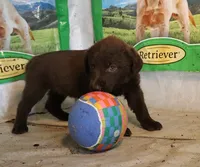 RFAF5, a female Chesapeake Bay Retriever for sale in Scottsville, KY – 4 of 4