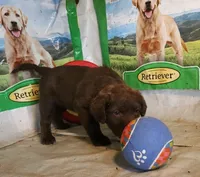 RFZF4, a female Chesapeake Bay Retriever for sale in Scottsville, KY – 5 of 6