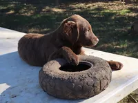 RFAF5, a female Chesapeake Bay Retriever for sale in Scottsville, KY – 4 of 7