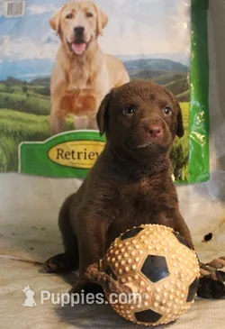 RFBF3 – Chesapeake Bay Retriever puppy for sale in Scottsville, KY