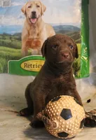 RFBF3, a female Chesapeake Bay Retriever for sale in Scottsville, KY – 1 of 1