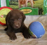 RFZM2, a male Chesapeake Bay Retriever for sale in Scottsville, KY – 4 of 10