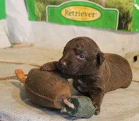 RFAF2, a female Chesapeake Bay Retriever for sale in Scottsville, KY – 4 of 4