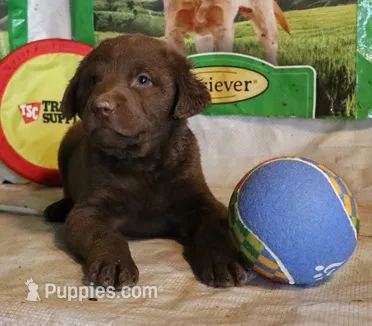 RFZM2 – Chesapeake Bay Retriever puppy for sale in Scottsville, KY