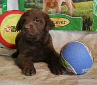 RFZM2, a male Chesapeake Bay Retriever for sale in Scottsville, KY – 1 of 10
