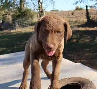 RFAF6, a female Chesapeake Bay Retriever for sale in Scottsville, KY – 4 of 6
