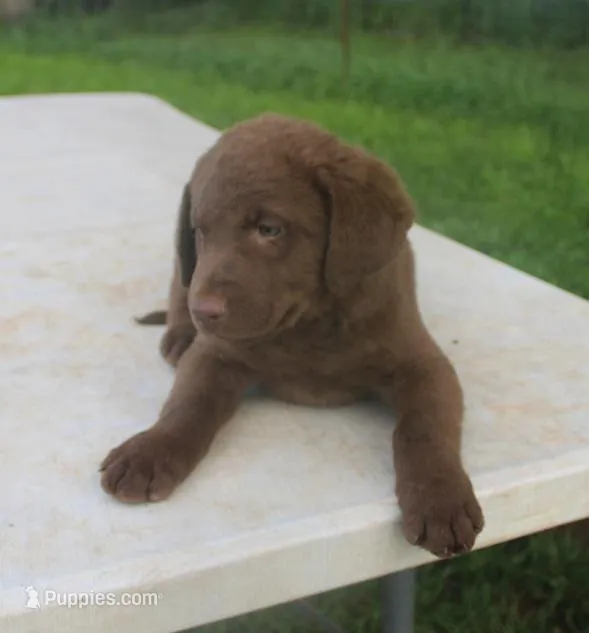 RFPM5 – Chesapeake Bay Retriever puppy for sale in Scottsville, KY