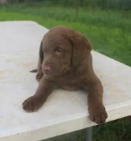 RFPM5, a male Chesapeake Bay Retriever for sale in Scottsville, KY – Photo 1 of 3