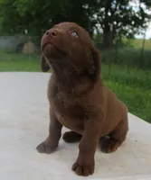 RFPM5, a male Chesapeake Bay Retriever for sale in Scottsville, KY – Photo 3 of 3