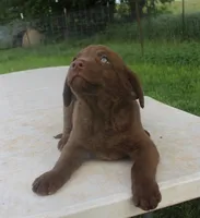RFPM5, a male Chesapeake Bay Retriever for sale in Scottsville, KY – Photo 2 of 3