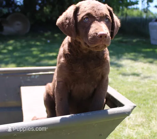 RFPF1 – Chesapeake Bay Retriever puppy for sale in Scottsville, KY