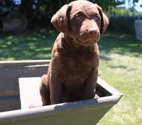 RFPF1, a female Chesapeake Bay Retriever for sale in Scottsville, KY – 1 of 6