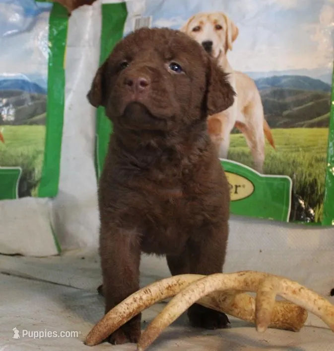 RFPF5 – Chesapeake Bay Retriever puppy for sale in Scottsville, KY