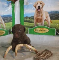 RFPF5, a female Chesapeake Bay Retriever for sale in Scottsville, KY – Photo 2 of 4