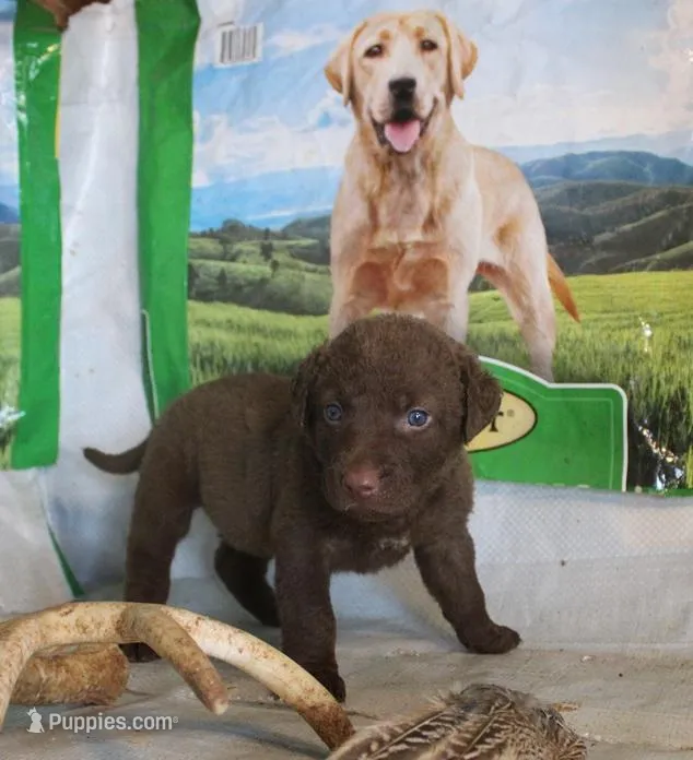 RFPF5 – Chesapeake Bay Retriever puppy for sale in Scottsville, KY