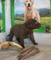 RFPF5, a female Chesapeake Bay Retriever for sale in Scottsville, KY – Photo 4 of 4